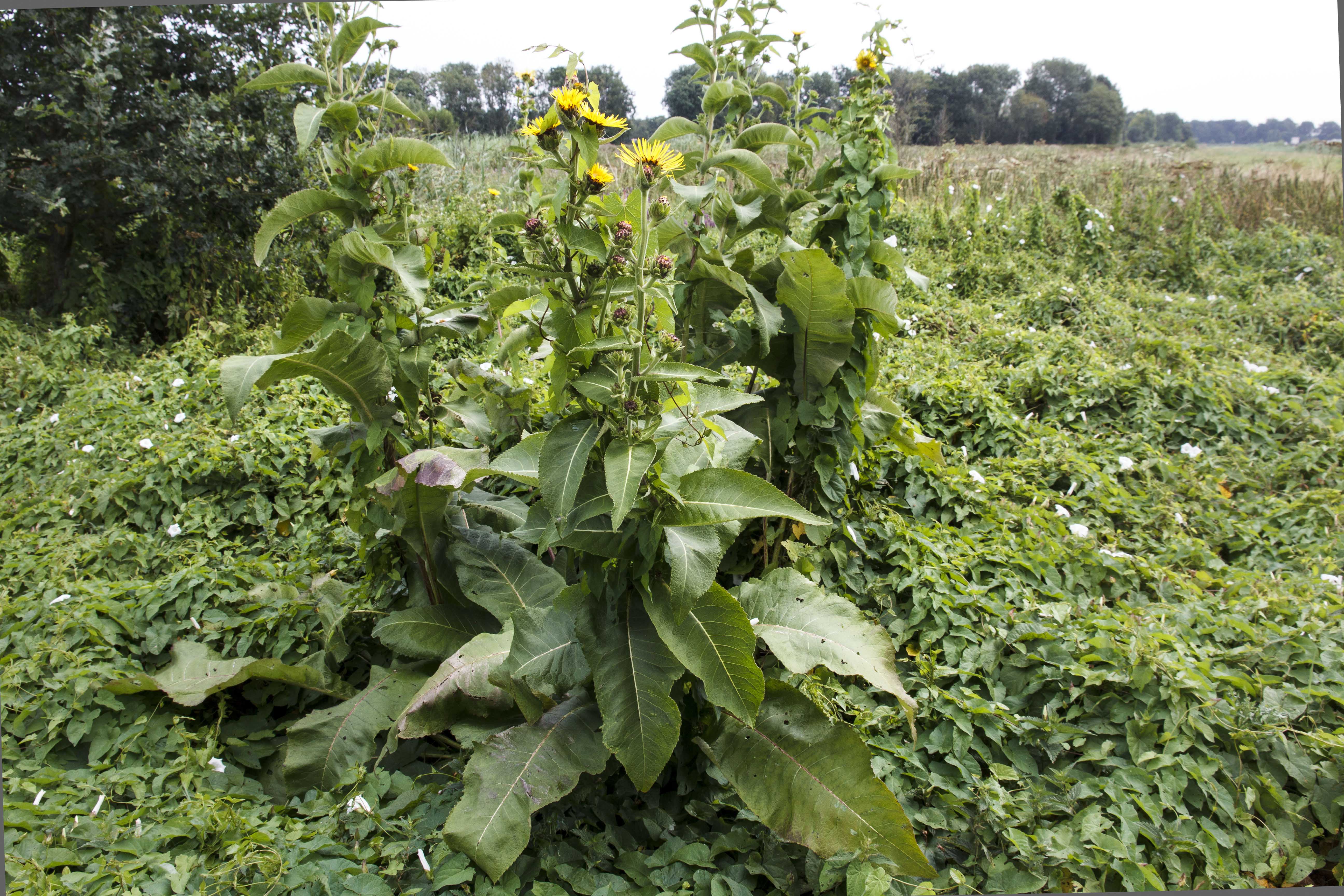een exemplaar uit de akkermelkdistelfamilie?